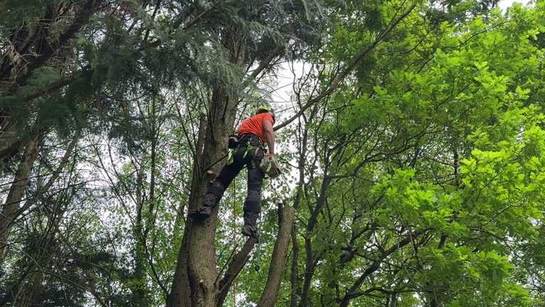 Best Fruit Tree Pruning  in Paradise, CA