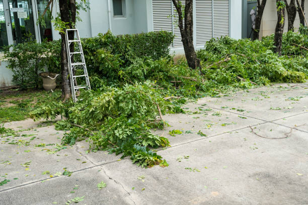 Professional Tree Removal in Paradise, CA